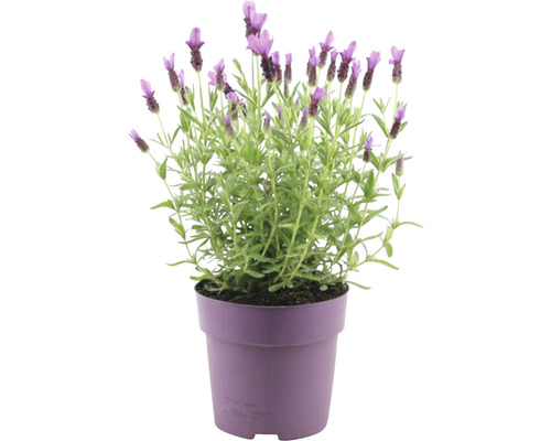 Levandule smilovitá FloraSelf Lavandula stoechas 'Anouk' 20-25 cm Ø květináče 15 cm růžový