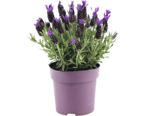 Levandule smilovitá FloraSelf Lavandula stoechas 'Anouk Premium Star' 20-25 cm květináč Ø 15 cm