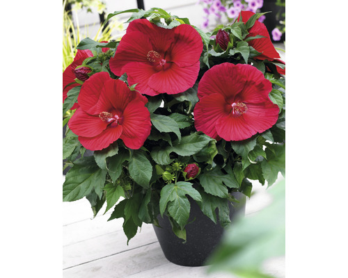 Ibišek bahenní červený FloraSelf Hibiscus moscheutos Extreme výška 50-60 cm květináč 5 l