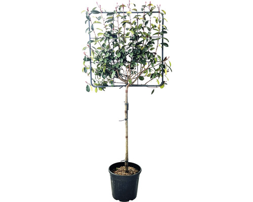 Blýskalka, blýskavka na kmínku FloraSelf Photinia x fraseri 'Red Robin' výška 180-190 cm špalír 80x80 cm květináč 30 l