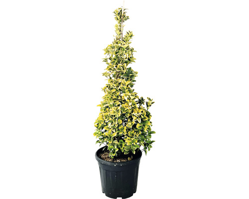 Brslen japonský žlutě panašovaný FloraSelf Euonymus japonicus 'Aurea' výška 100-120 cm květináč 20 l