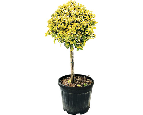 Brslen japonský na kmínku žlutě panašovaný FloraSelf Eunonymus japonicus 'Aurea' kmínek 45 cm květináč 15 l