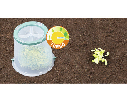 Květinový zvon nad rostlinou salátu v zahradním záhonu