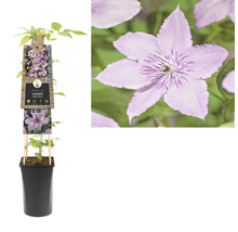 Plamének v květináči