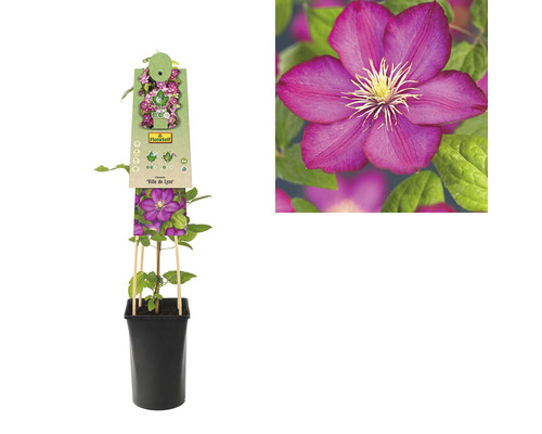 Plamének Ville de Lyon v květináči s popínavou podpěrou