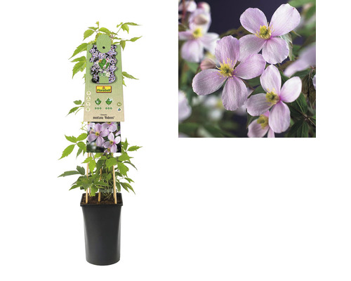 Clematis Montana Rubens v květináči s rostlinným štítkem