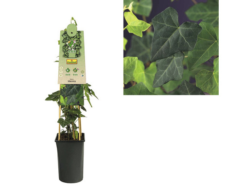 Břečťan v květináči s popínavou oporou, pokojová rostlina