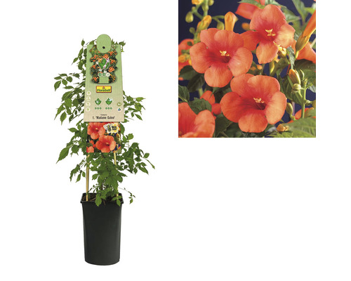 Trubač v květináči