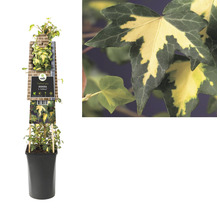 Břečťan v květináči s etiketou odrůdy