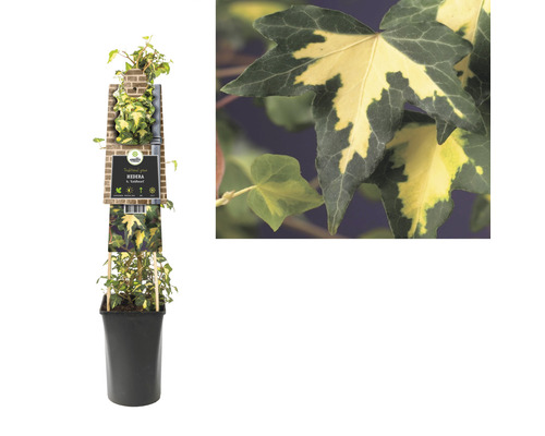 Břečťan v květináči s etiketou odrůdy