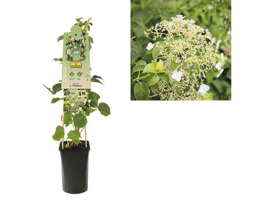 Popínavá hortenzie v květináči s etiketou rostliny a detail květu