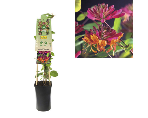 Zimolez ''Goldflame'' v květináči