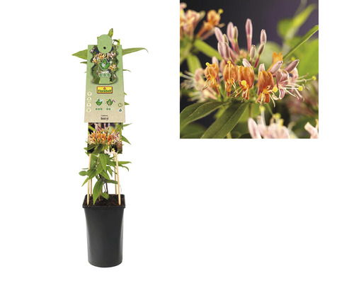 Na obrázku je zimolez v květináči.