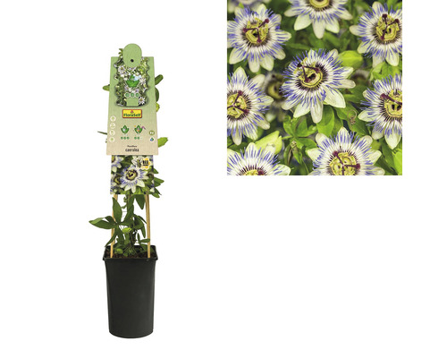 Mučenka v květináči s oporou a detailní záběr květu