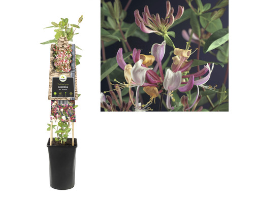 Zimolez v květináči s květy