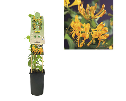 Zimolez rostoucí v květináči