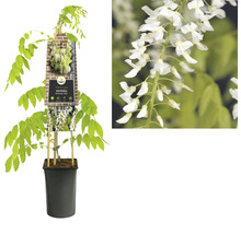 Wisteria rostlina v květináči s bílými květy.