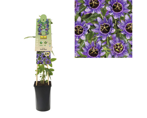 Mučenka FloraSelf Passiflora caerulea 'Purple Haze' 50-70 cm Ø 16 cm květináč