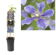 Plamének v květináči s popínavou oporou