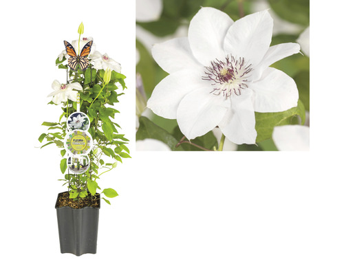 Plamének FloraSelf Clematis kultivar výška 50-60 cm květináč 3 l bílý