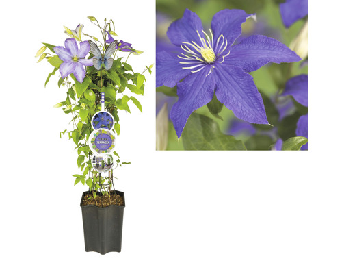 Popínavá rostlina Clematis v květináči s podpěrou a květy
