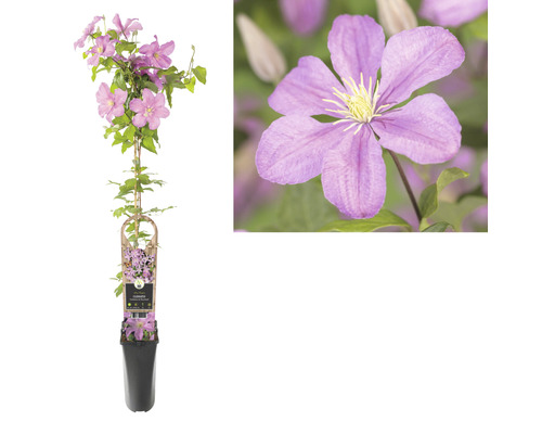 Plamének v květináči s podpěrou a fialovými květy