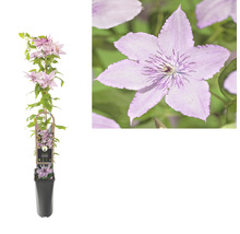 Plamének FloraSelf Clematis-kultivar 'Hagley hybrid' výška cca 90 cm květináč 2,3 l