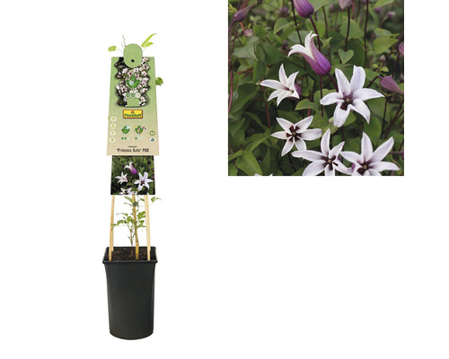Clematis ''Princess Kate'' v květináči s popínavou oporou