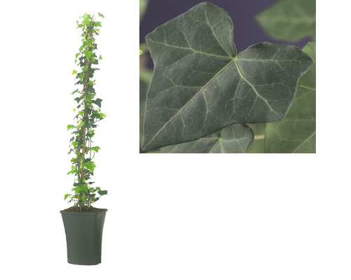 Břečťan v květináči s detailním záběrem listu