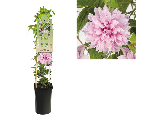 Clematis Multi Pink v květináči
