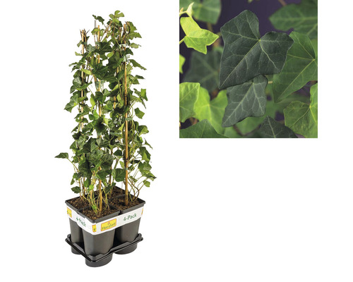 Břečťan jako balení po 4 kusech s mřížovou oporou