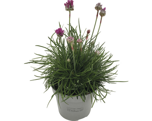 Trávnička v květináči