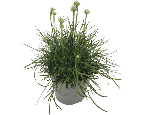 Trávnička obecná v květináči