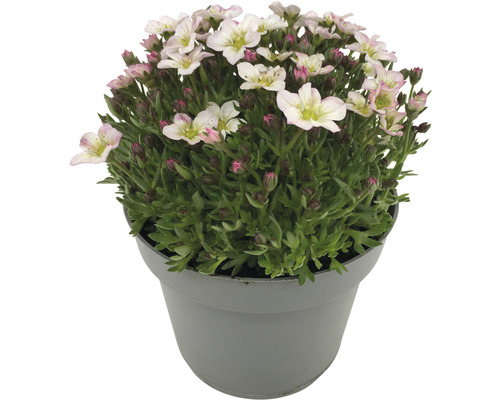 Kvetoucí rostlina lomikámen v květináči