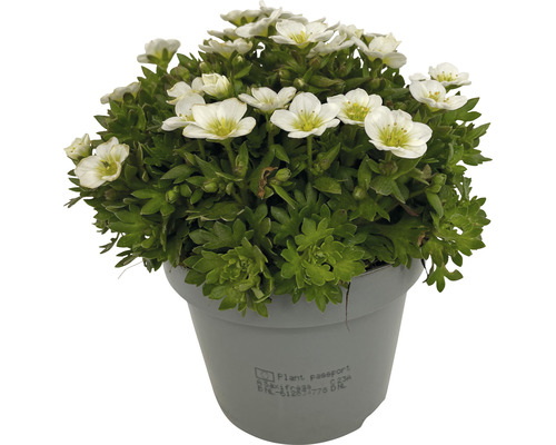 Polštářová květina Lomikámen v květináči