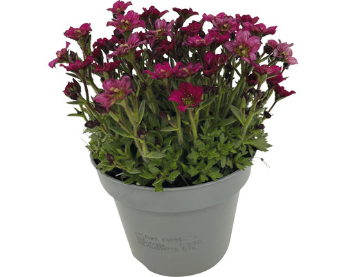 Polštářová květina lomikámen v květináči