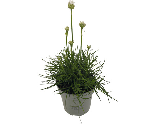 Hvozdíkovec v květináči