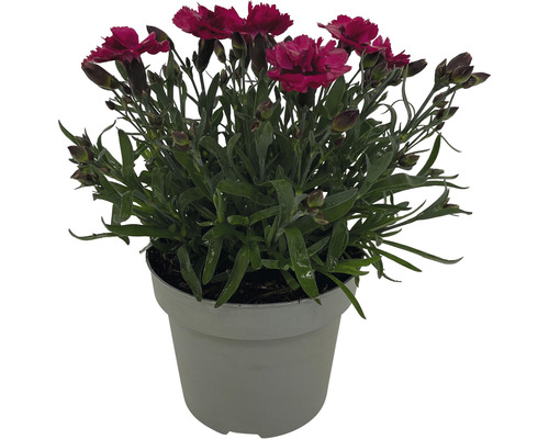 Karafiát v květináči