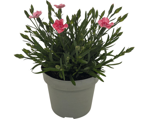 Karafiát v květináči s růžovými květy