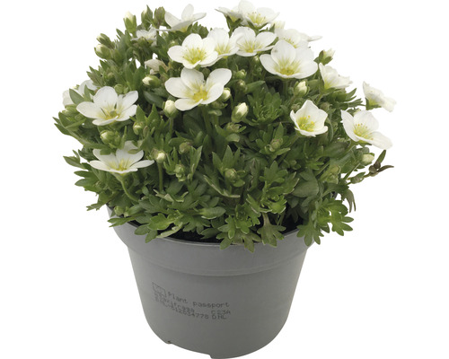 Květinový polštář v květináči s bílými květy