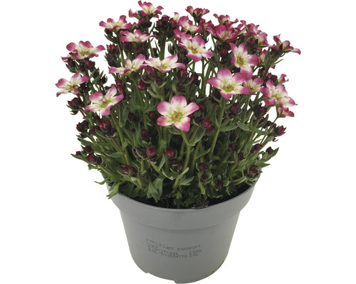 Kvetoucí lomikámen v květináči