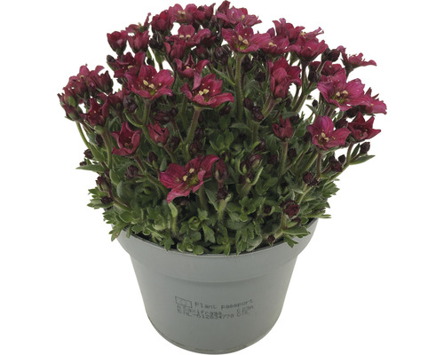 Kvetoucí lomikámen v květináči