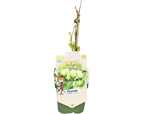 Mini kiwi rostlina v květináči