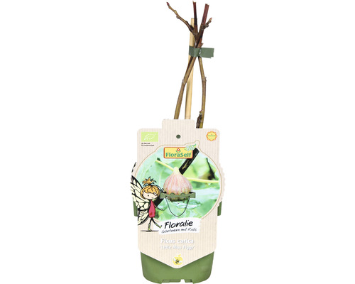 Fíkovník v květináči, odrůda Little Miss Figgy