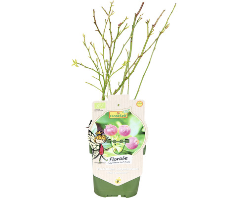 Borůvka v květináči