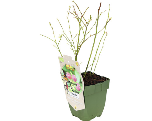 Borůvkový keř ''Floralife'' v květináči