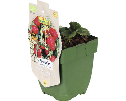 Sazenice jahod v květináči