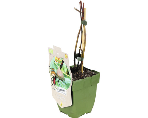 Fíkovník smokvoň v květináči