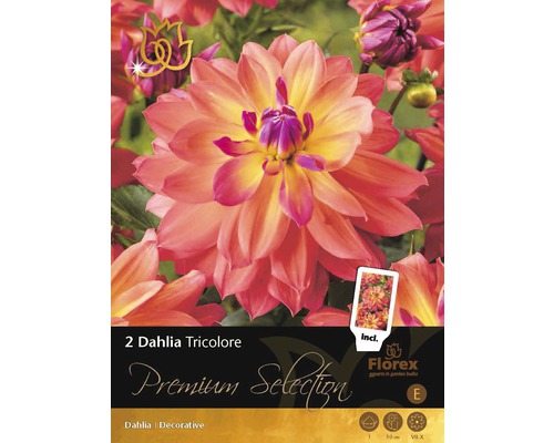 Jiřiny Florex Premium Selection Dahlia 'Tricolore' 2 ks