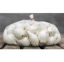 Síť s cibulí k sázení